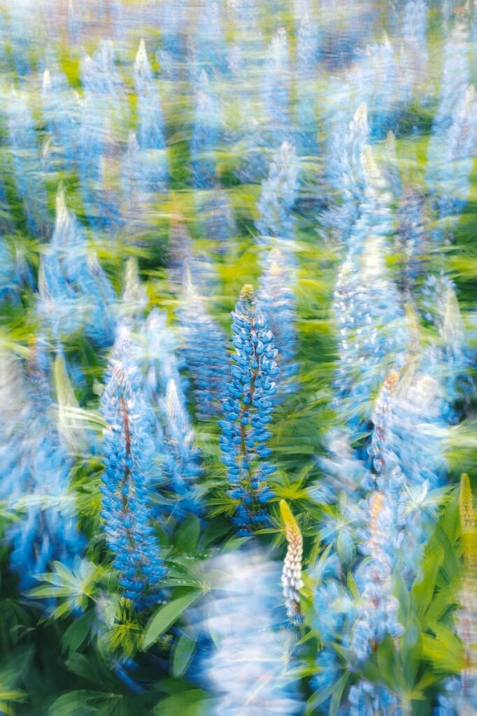 a blurry photo of blue flowers in a field