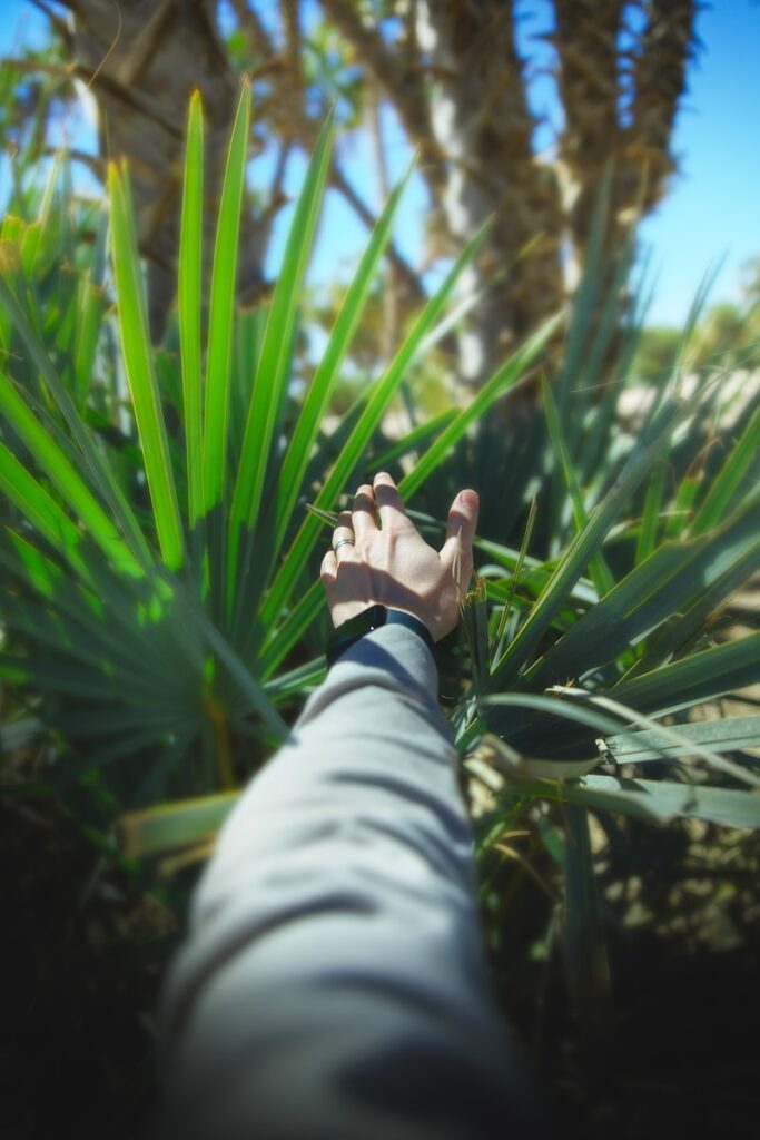 a hand reaching up into a palm tree