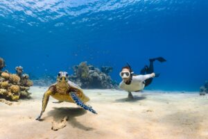 a couple of sea turtles swimming next to each other