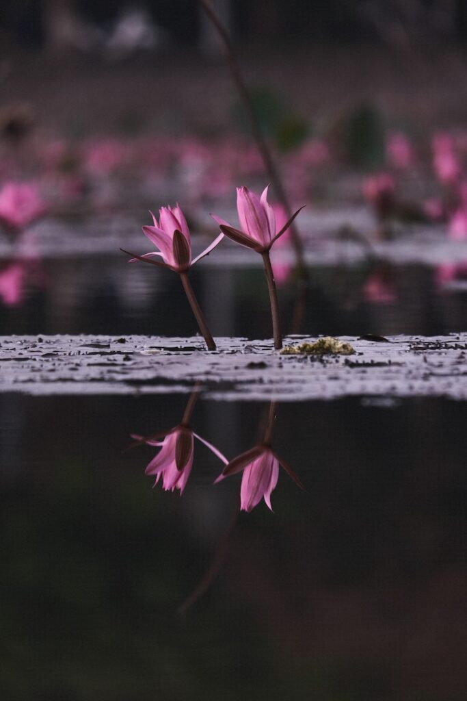 pink flowers are reflected in the water of a pond