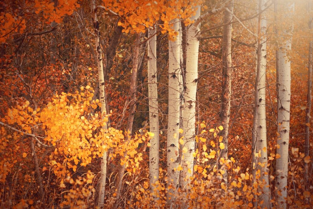 orange leaf trees