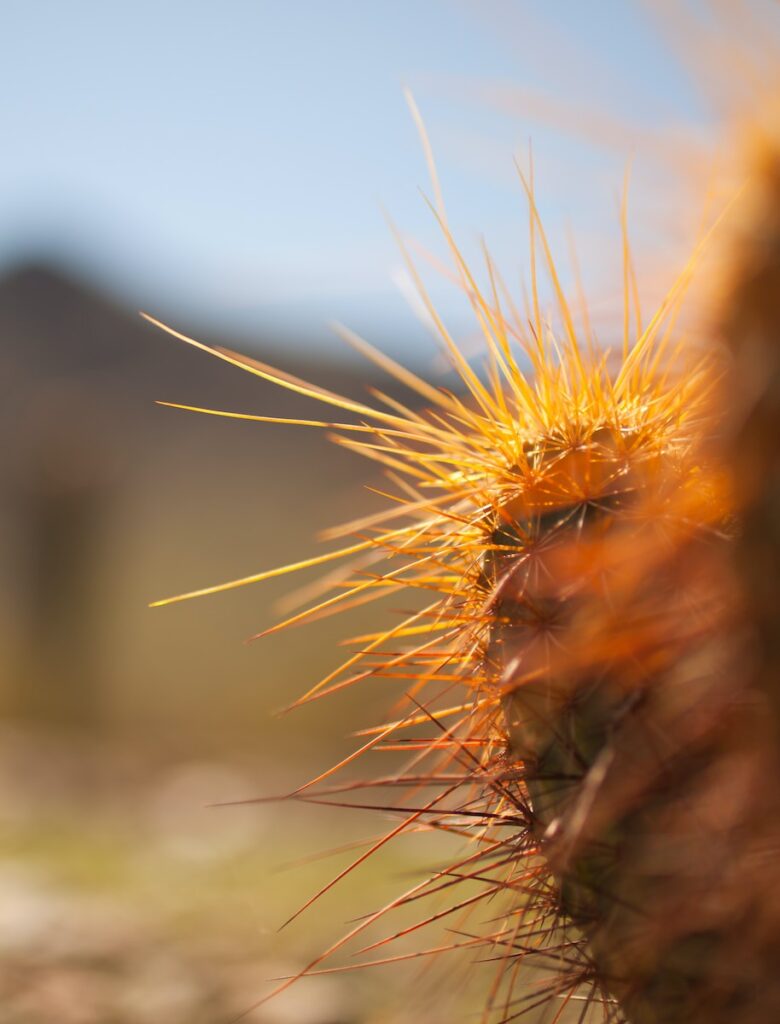 closed up photo of cactus plant